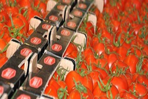 Domatexpo`da 60 Tarım Firması Stant Açacak