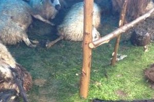 Edirne`de Telef Olan Küçükbaşların Sırrı Araştırılıyor