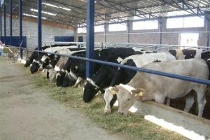 Enez`de Ahırlar İlçe Dışına Çıkarılacak