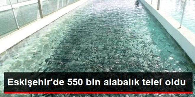 Eskişehir`de 550 Bin Alabalık Telef Oldu