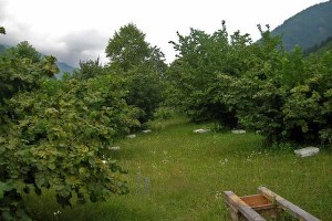 Fındık Bahçelerinin Bu Yıl Daha Fazla Bakıma İhtiyacı Var