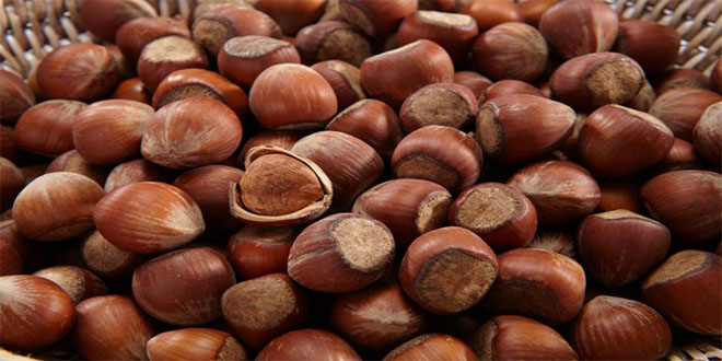 FINDIK TÜRKİYE`YE MİLYON DOLARLAR KAZANDI