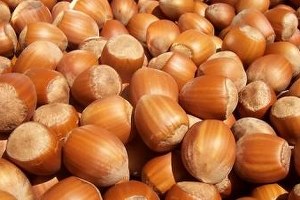 Fındıkta Alan Bazlı Destek Müjdesi