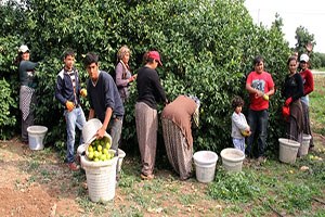 Fiyatı 10 liradan 75 kuruşa düştü