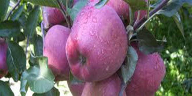 Galibiyet Primini Elma ve Buğdayla Ödüyor