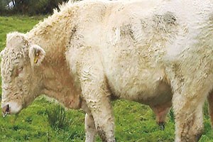 `Gay` boğa kurtuldu