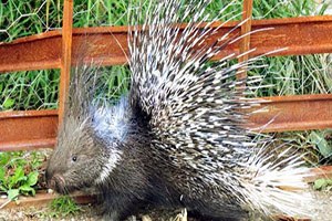 Gören öldürmek istiyor ama...