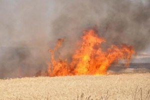 Hatay`da 5 Dönümlük Ekili Alan Yandı