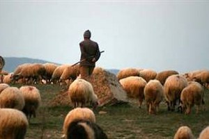 Hayvan Başına Alınan `Koruma Parası` Çobanları İşsiz Duruma Getirdi