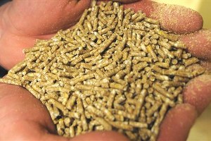 BAKANLIK 125 BİN TON YEM DAĞITTI