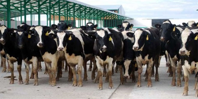 Islah Amaçlı Yetiştirici Birlikleri Kurulacak