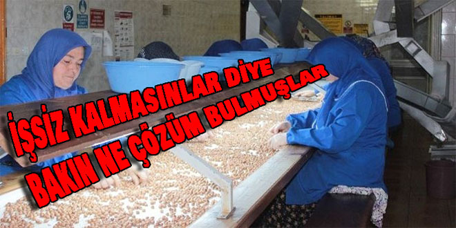 200 Kişi İşsiz Kalmasın Diye 800 Kilometre Uzaktan Fındık Geliyor