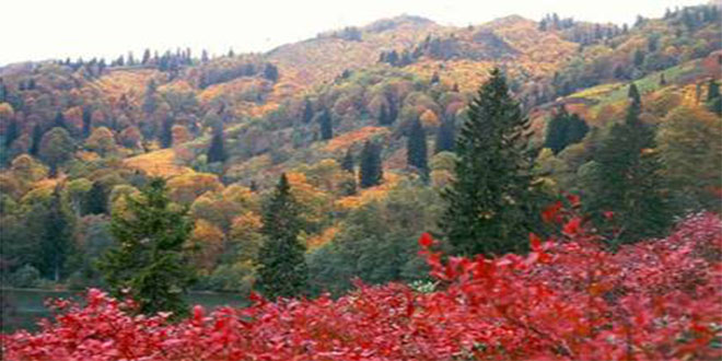Yok Olduğu Sanılan Bitki Tunceli`de Tespit Edildi