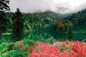 Karadeniz`de Bitki Örtüsü, İstilacı `İtdolanbacı` Tehditi Altında