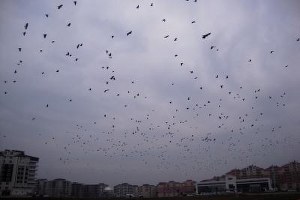 Kargalar, Çiftçilerin Korkulu Rüyası Oldu.