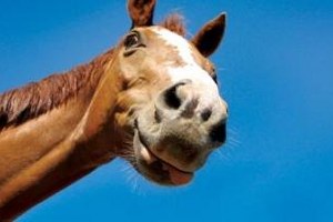 Kasap, At Keserken Yakalandı