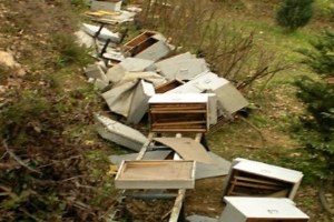 Kastamonu`da Arı Kovanlarına Ayı Saldırısı