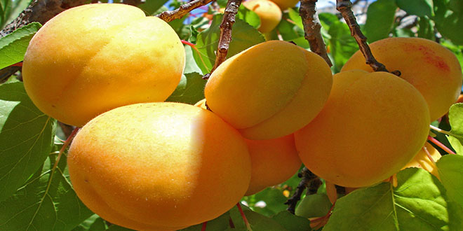 Kayısı`da Sonbahar Mücadele Dönemi İhmal Edilmemeli