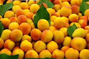 Kayısıda Alan Bazlı Destek Talebi