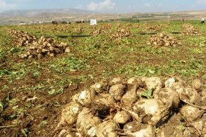 Kayseri Şeker Pancar Taban Fiyatı Desteği ve Pastırma Yazı Çiftçinin Yüzünü Güldürdü