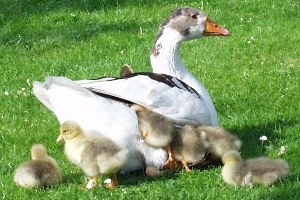 Kars`ta Kadınların Kaz Temizleme Mesaisi Başladı