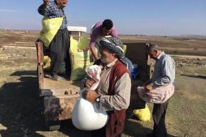 Kilis`te Meralara Gübre Atılıyor