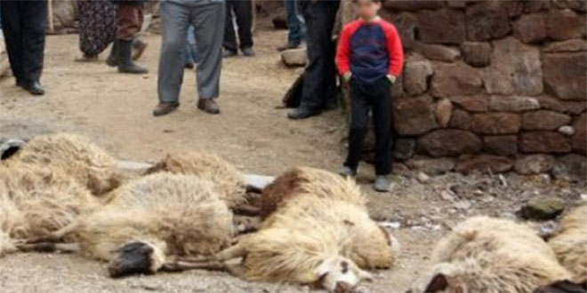 Ahıra Giren Köpekler, 7 Koyunu Telef Etti