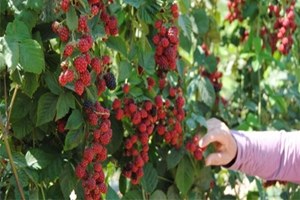 MAGİAD, Manavgat`ın Nitelikli Tarım Ürünlerini Dünyaya Taşıyacak