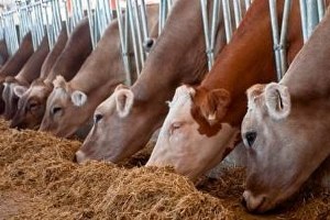 Malatya`da Yetiştiriciye Destek Verilecek