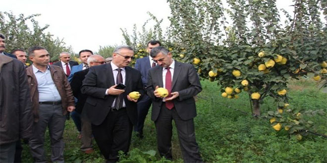 Manisa`da Ayva Hasadı Başladı