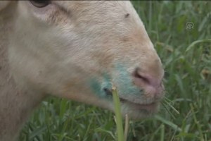 Salihli`de Mavi Dil Hastalığı