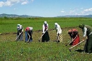 Mevsimlik Tarım İşçilerine Yönelik TBMM Kararı Resmi Gazete`de