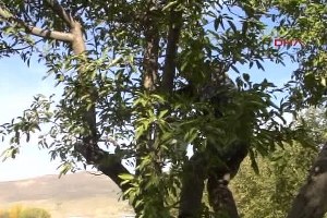 Muş Kuraklık, Elma Rekoltesini Yüzde 50 Düşürdü