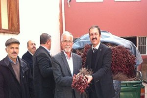 Niksar`da 5810 Adet Asma Fidanı Dağıtıldı