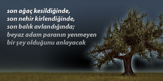 Bursa`da Son 6 Altı Ayda Binlerce Zeytin Ağacı Kesildi