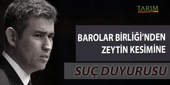 Barolar Birliği`nden Zeytin Kesimine Suç Duyurusu