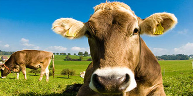 Kelkit Vadisi Organik Hayvancılık Gelişim Stratejileri Çalıştayı