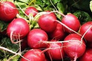 Osmaniye`de Turp Hasadına Başlandı