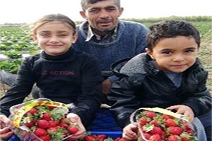 Tarlada Çileğin Kilosu 3 Lira