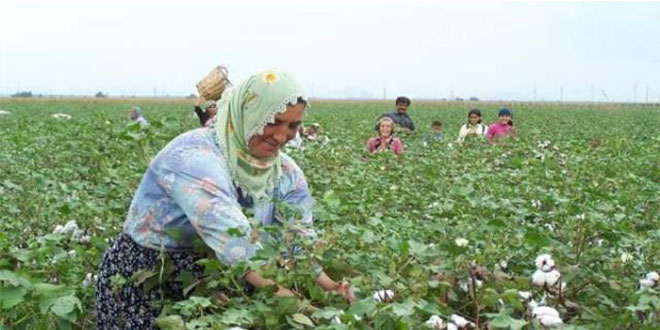 Pamuk Üreticisi Desteğin Artırılmasını İstiyor