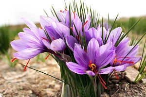 Yozgatlı Çiftçiden Paris`e Safran Satışı