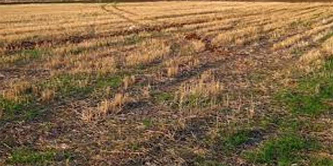 Şanlıurfa`da 187 Bin 570 Hektar Nadasa Bırakılıyor