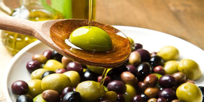 `Sarı Ulak` Zeytin Çeşidine Koruma Çalışması