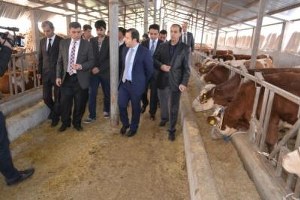 Sasonda Hayvancılık Desteği