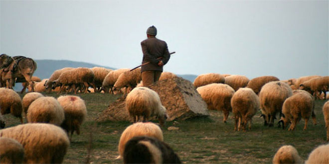 Adana`da Sertifikalı Çoban Yetiştirilecek