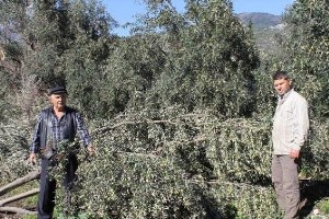 Söke`de Hortum Dehşeti