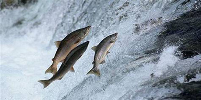 Dünyanın En Büyük Somon Üreticisi Türkiye`ye Geliyor