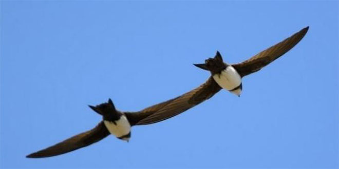 Ağrı`da Suna ve Angıtların Göçü Başladı