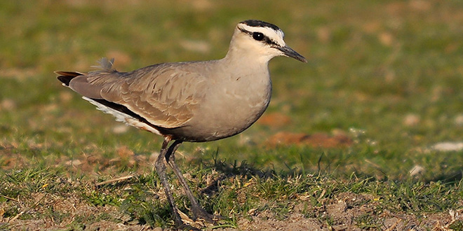 Anadolu`nun Sürmelileri Tehdit Altında