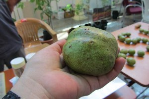 Dünyanın En Büyük Cevizi Adana Tarım Fuarı`nda